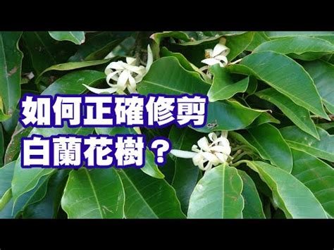 玉蘭花種植禁忌